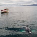 Wildlife Tour - Traditional oak fishing boat with tourists floating in sea during whale watching tour in Iceland