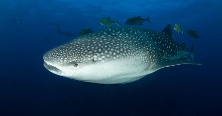 Fishing Spots - Whale Shark Swimming with Small Fishes